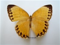 藏品(箭環蝶)的圖片